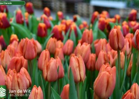 Tulipa Charade ® (3)